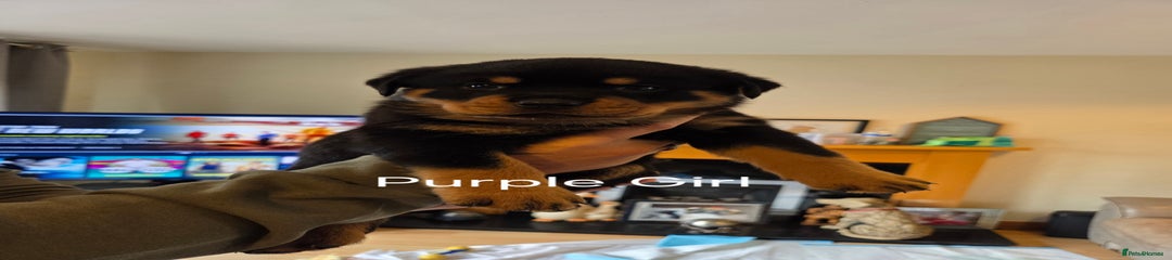 Rottweiler Puppy 6
