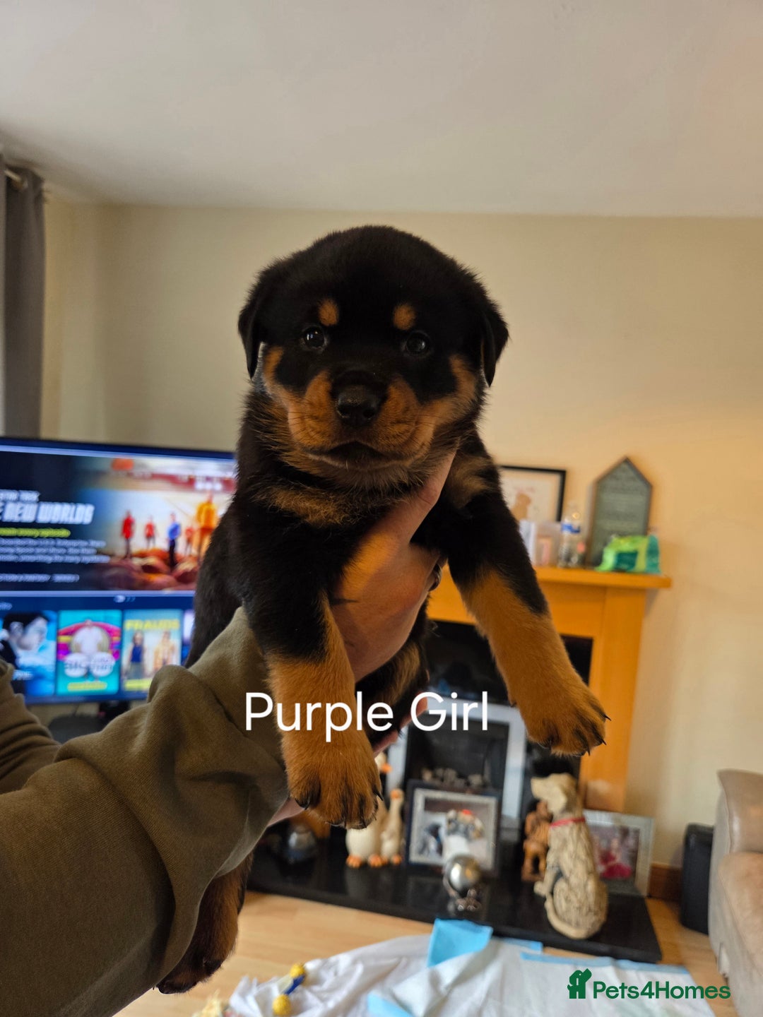 Rottweiler dogs for sale: Chunky Rottweiler puppies - Image 7