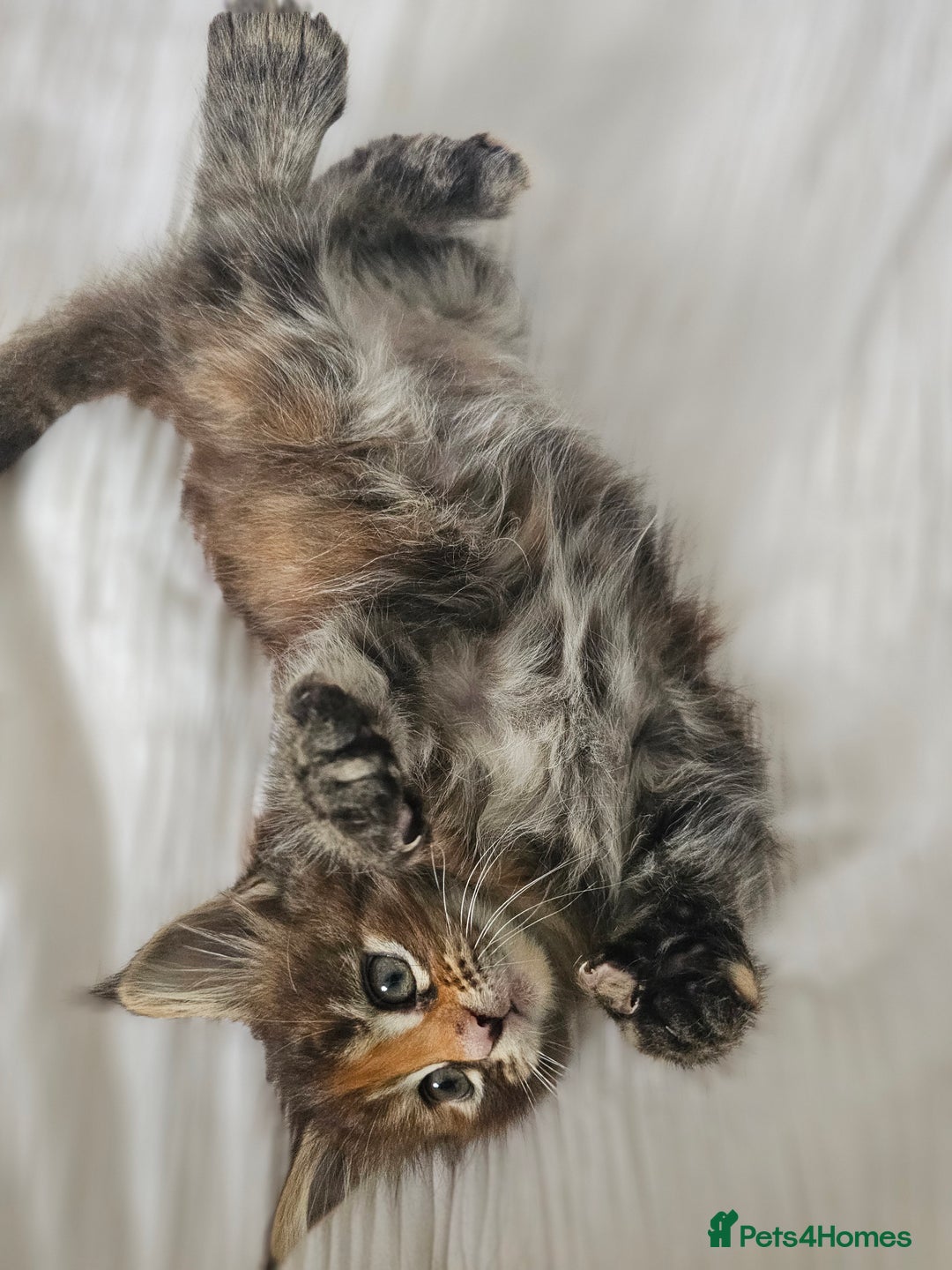 Maine Coon cats for sale:  TICA Maine coon kittens ready to leave - Advert 10
