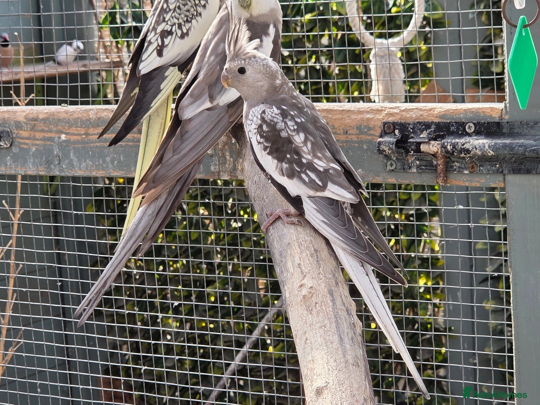 Cockatiels birds for sale: Stunning Young Silver Pearl Cockatiels For Sale - Image 7