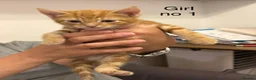 Mixed Breed cats for sale: Mixed Litters  - Advert 6
