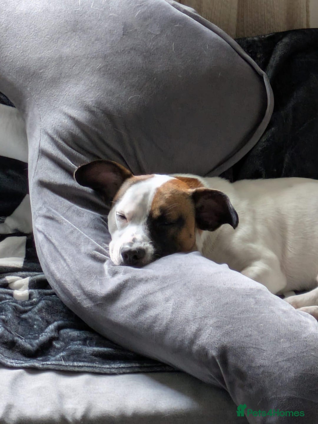 Mixed Breed dogs for sale: Bruno - Needs a New, Loving Home - Image 6