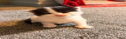 Mixed Breed cats for sale: Adorable and sweet Kittens Ready in September ❤️ - Advert 4