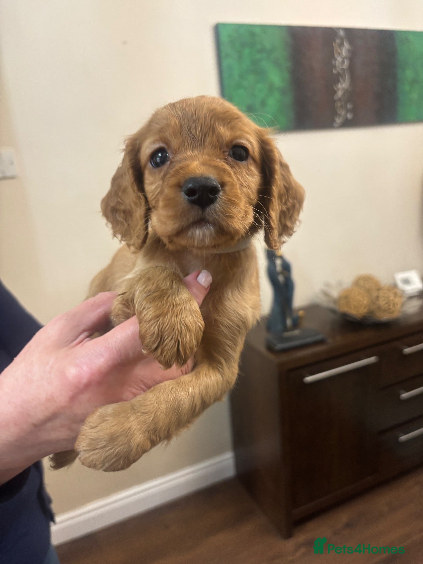 Cocker Spaniel dogs Stunning cocker spaniel puppies🐶 - Advert 4