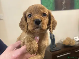 Cocker Spaniel dogs Stunning cocker spaniel puppies🐶 - Advert 4