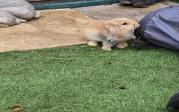 Continental Giant rabbits for sale: Giant french lops  - Image 5