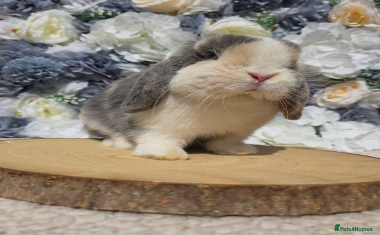 Mini Lop rabbits - Advert 1