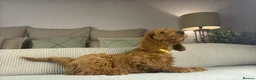 Labradoodle dogs for sale: INSTAGRAM. “OAKWELL RETRIEVERS” HEALTHY HOUNDS - Advert 16