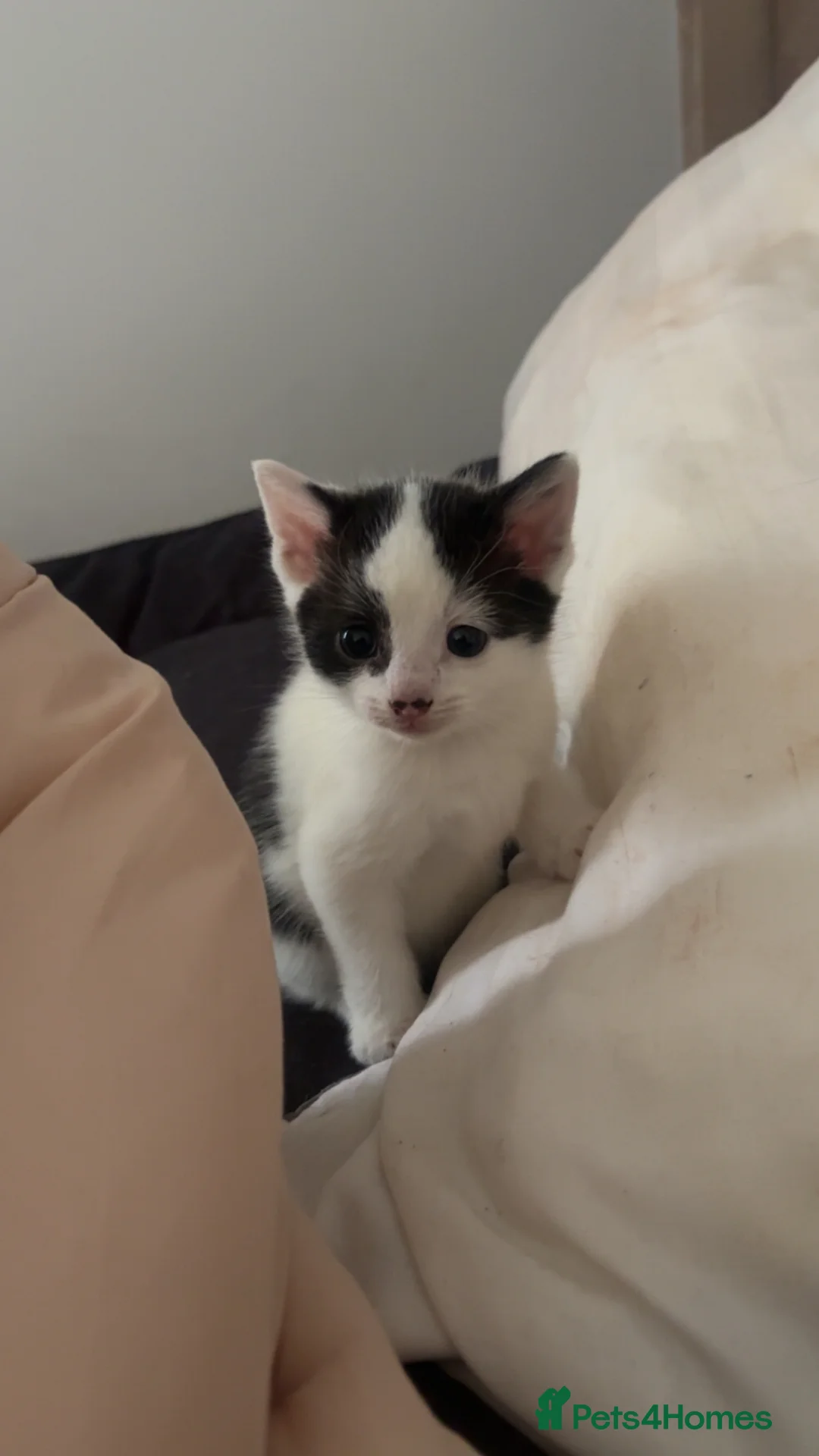 British Shorthair cats for sale: £65 gorgeous black and white short hair kittens - Advert 2