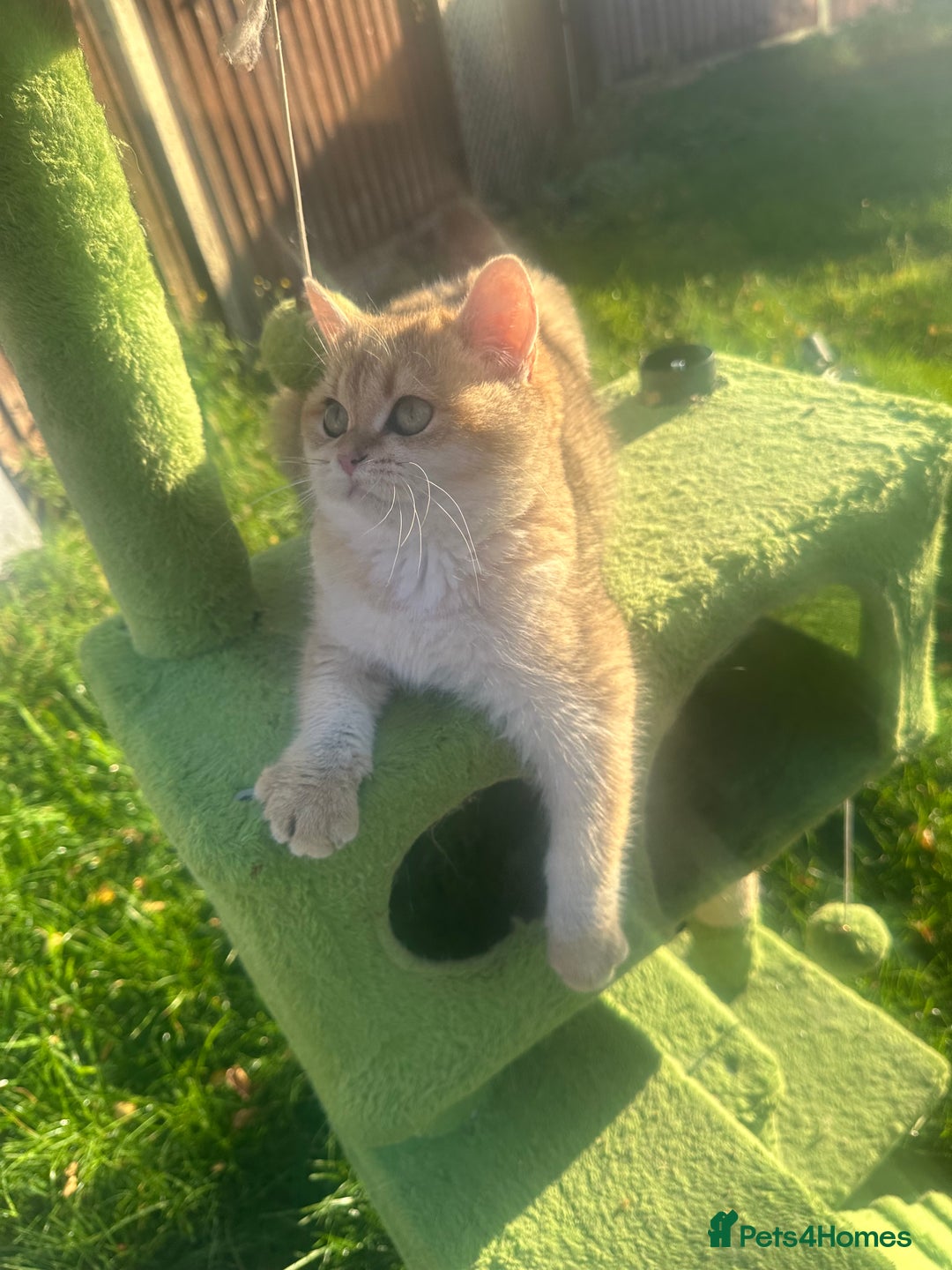 British Shorthair cats for sale: Last handsome golden boy left😻🌼🌺 - Advert 7
