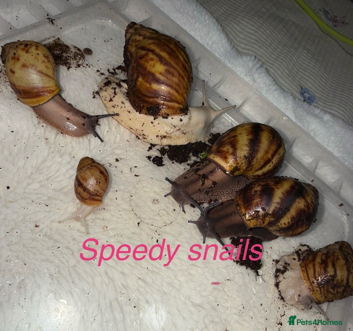 Snails invertebrates OVUM XXL - Advert 1