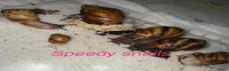 Snails invertebrates for sale: OVUM XXL - Advert 1