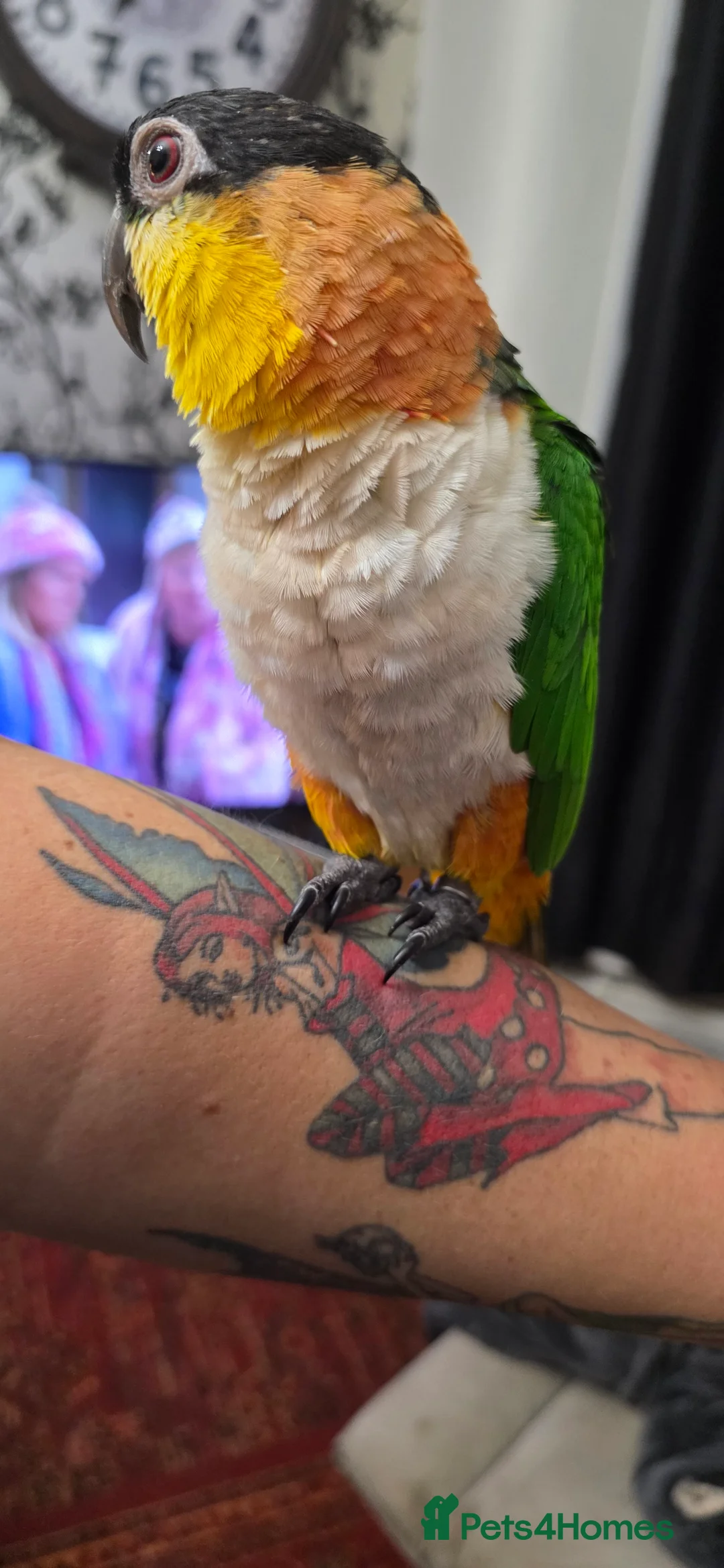 Parrots birds for sale: Black headed caique SOLD - Advert 2