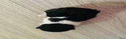 Mixed Breed cats for sale: Four mixed breed kittens in Bedford - Advert 15