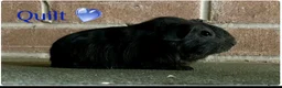 Guinea Pig rodents for sale: Pedigree Lunkarya Cali & smooth blue Guinea pigs - Advert 3