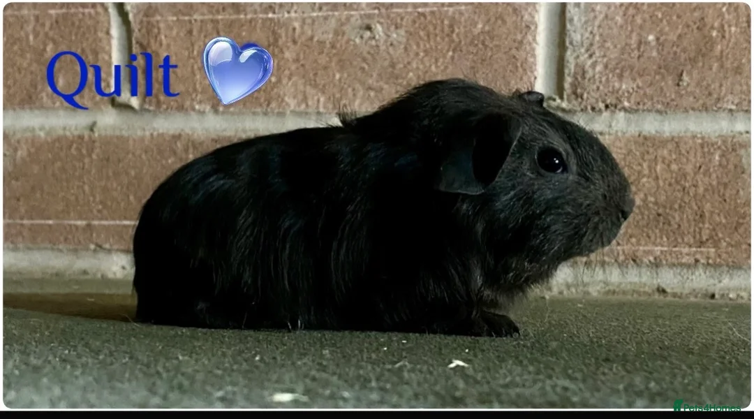 Guinea Pig rodents for sale: Pedigree Lunkarya Cali & smooth blue Guinea pigs - Advert 3