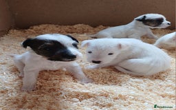 Parson Russell dogs for sale: **Parson Russell Terriers** - Image 2