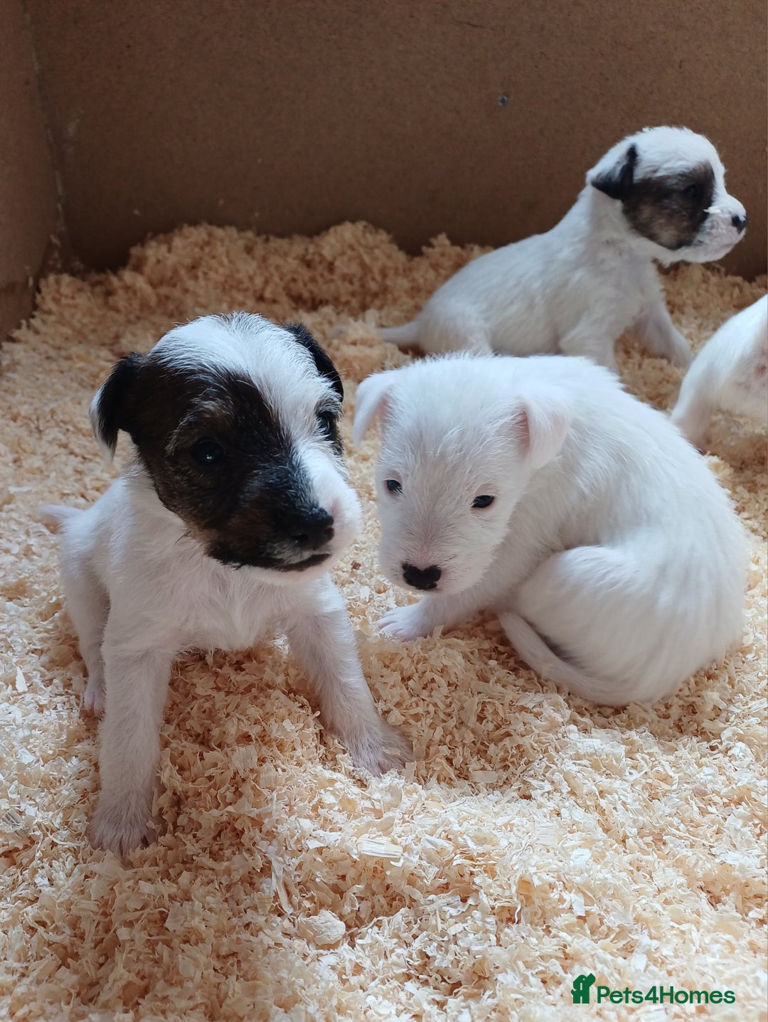 Parson Russell dogs for sale: **Parson Russell Terriers** - Image 2