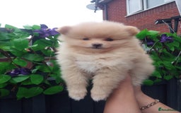 Pomeranian dogs for sale: Pomeranian puppies  - Image 3