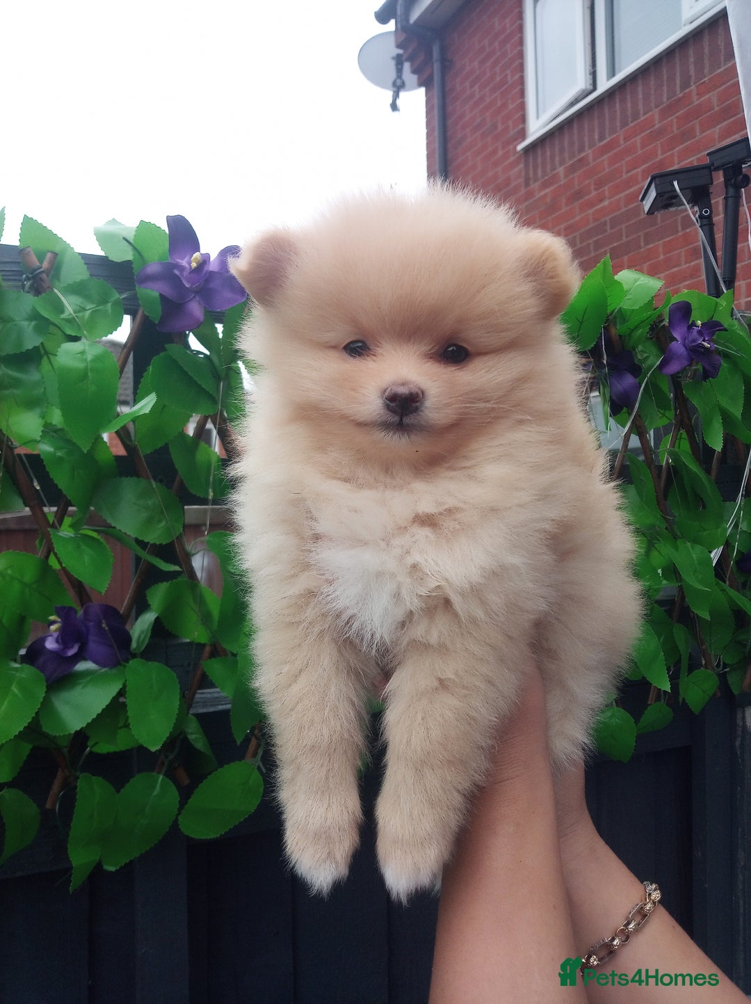 Pomeranian dogs for sale: Pomeranian puppies  - Image 3