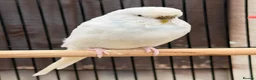 Budgerigars birds for sale: 12 Budgies Available  - Advert 8