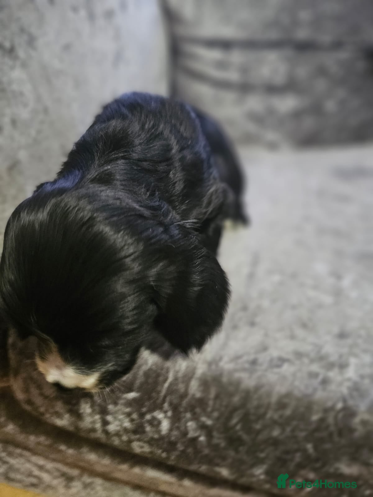 Cocker Spaniel dogs for sale: cocker spaniel puppies - Advert 10