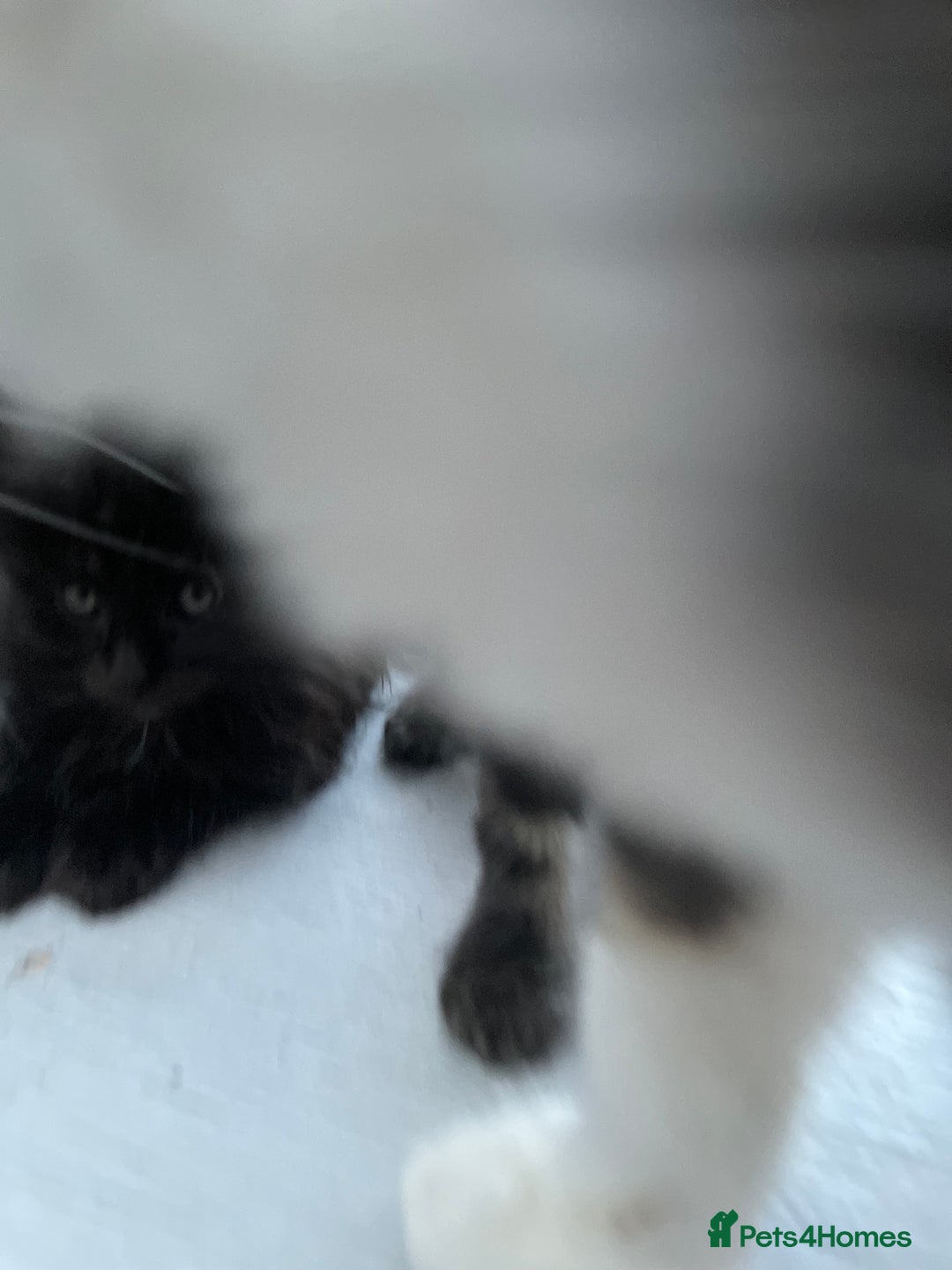 Maine Coon cats for sale: Gorgeous Black & Black Smoke kittens TICA parents - Image 19