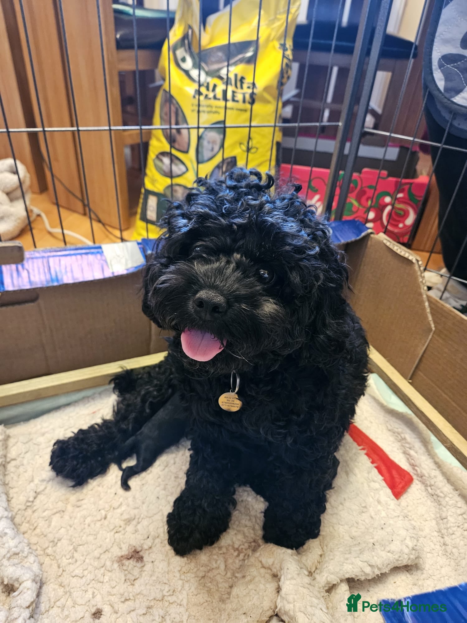 Cavapoo dogs Black cavapoo pups F1b - Advert 2