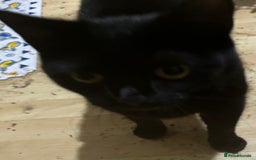 Mixed Breed cats for adoption: Molly and Donny need a home of their own - Image 3