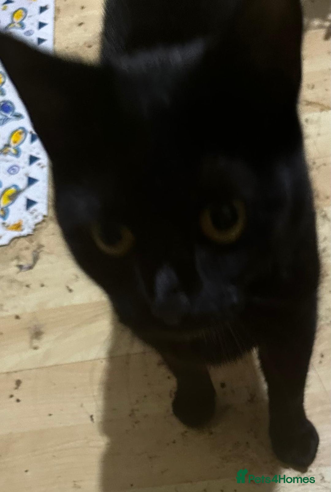 Mixed Breed cats for adoption: Molly and Donny need a home of their own - Image 3