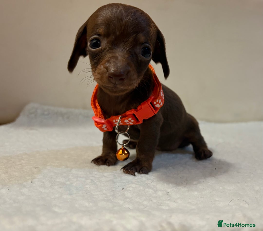 Miniature Dachshund dogs for sale: Miniature Dachshund puppies 🐶  - Image 6