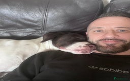 Presa Canario dogs for sale: BANE PRESA CANARIO 2 years old male  - Image 14