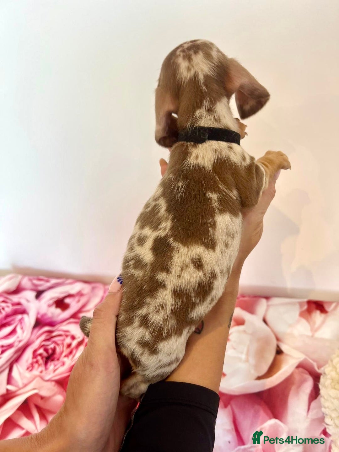 Miniature Dachshund dogs for sale: Lovely Happy Chocolate & Tan Dapple Babies  - Image 7