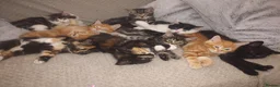 Mixed Breed cats for sale: Beautiful 2 litters of kittens available - Advert 4