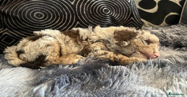 Labradoodle dogs - Advert 1