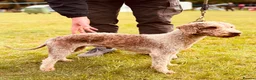 Bedlington Terrier dogs for sale: KC Registered Bedlington Terrier Pups in Stoke-on-Trent - Advert 4