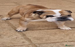 English Bulldog dogs for sale: 2 KC Breeding Bitches - Image 12
