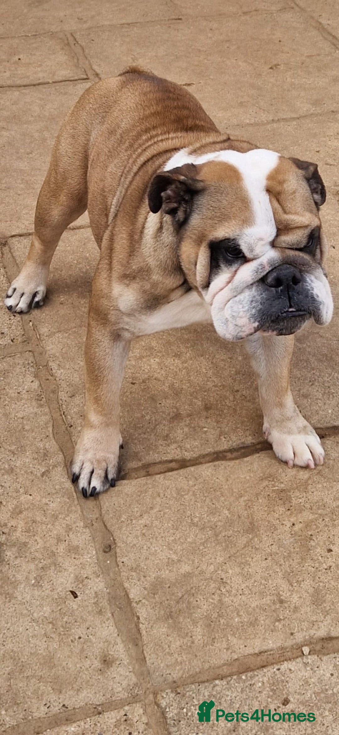 English Bulldog dogs for sale: 2 KC Breeding Bitches - Image 12
