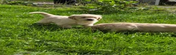 Golden Retriever dogs for sale: Beautiful Golden Retriever Puppies - Advert 8