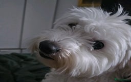 Maltese dogs for sale: Two Loving Bichon Maltese Dogs  (Together Only) - Image 3
