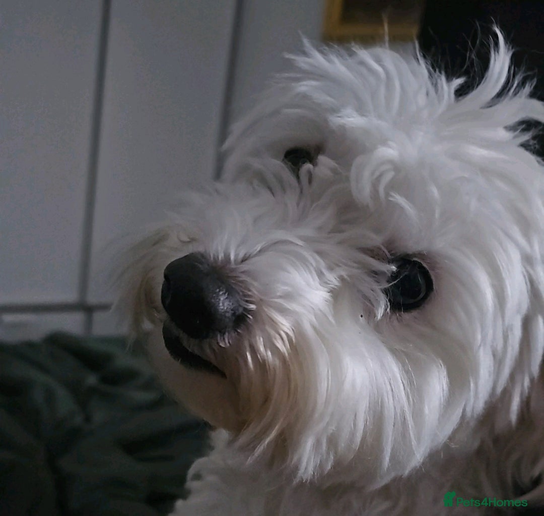 Maltese dogs for sale: Two Loving Bichon Maltese Dogs  (Together Only) - Image 3