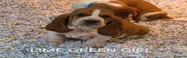 Basset Hound Lime Green Collar 
