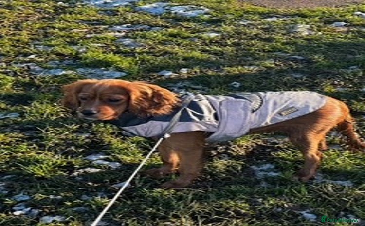 Cavalier King Charles Spaniel dogs - Advert 12