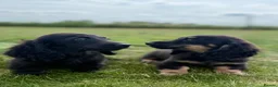 Miniature Dachshund dogs for sale: KC Registered Miniature Dachshunds at Westfena  - Advert 10