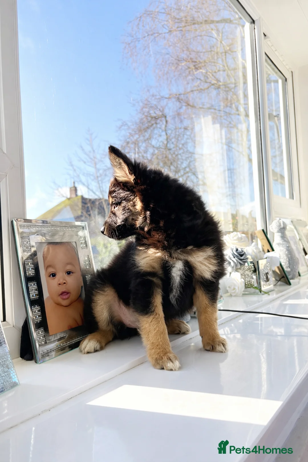 Mixed Breed dogs for sale: Italian volpino x deer head chihuahua puppies  - Advert 29