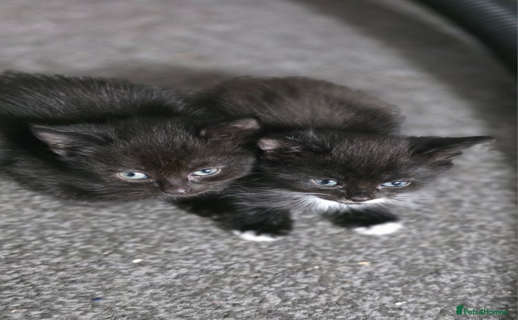 Mixed Breed cats - Advert 8