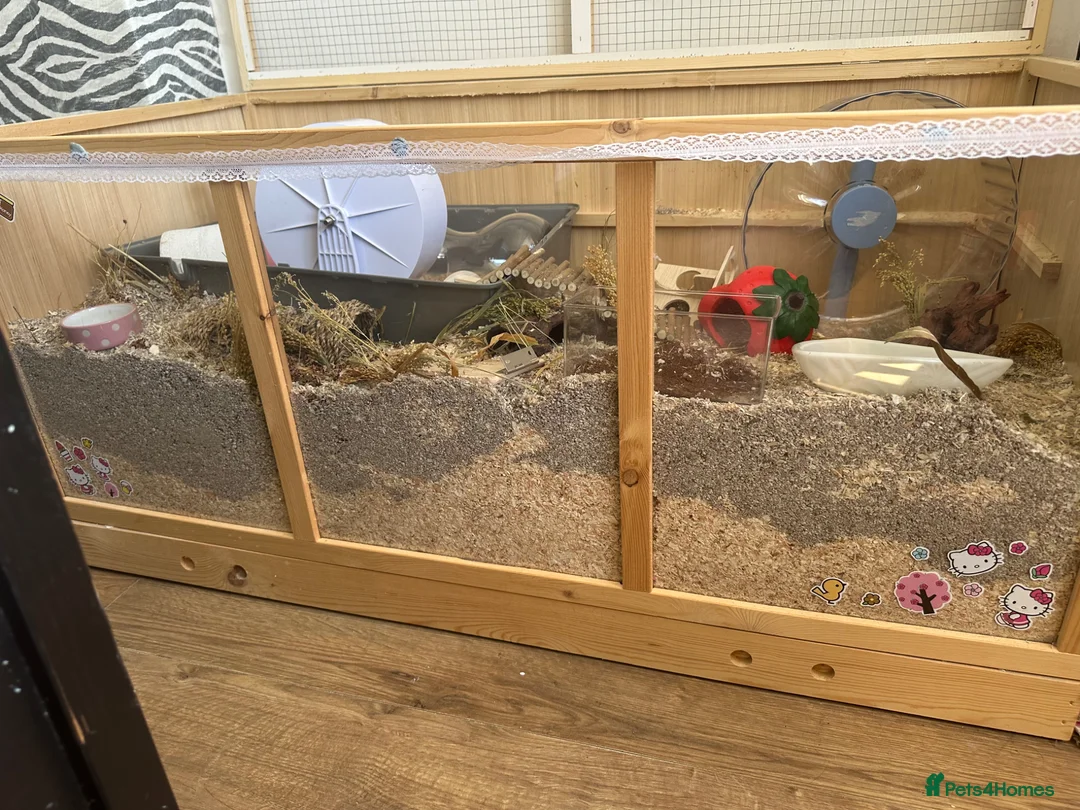 Hamster rodents for sale: Female Syrian hamster in need of home - Advert 7