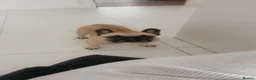 French Bulldog dogs for sale: Loving Home Wanted - Frenchie  - Advert 6