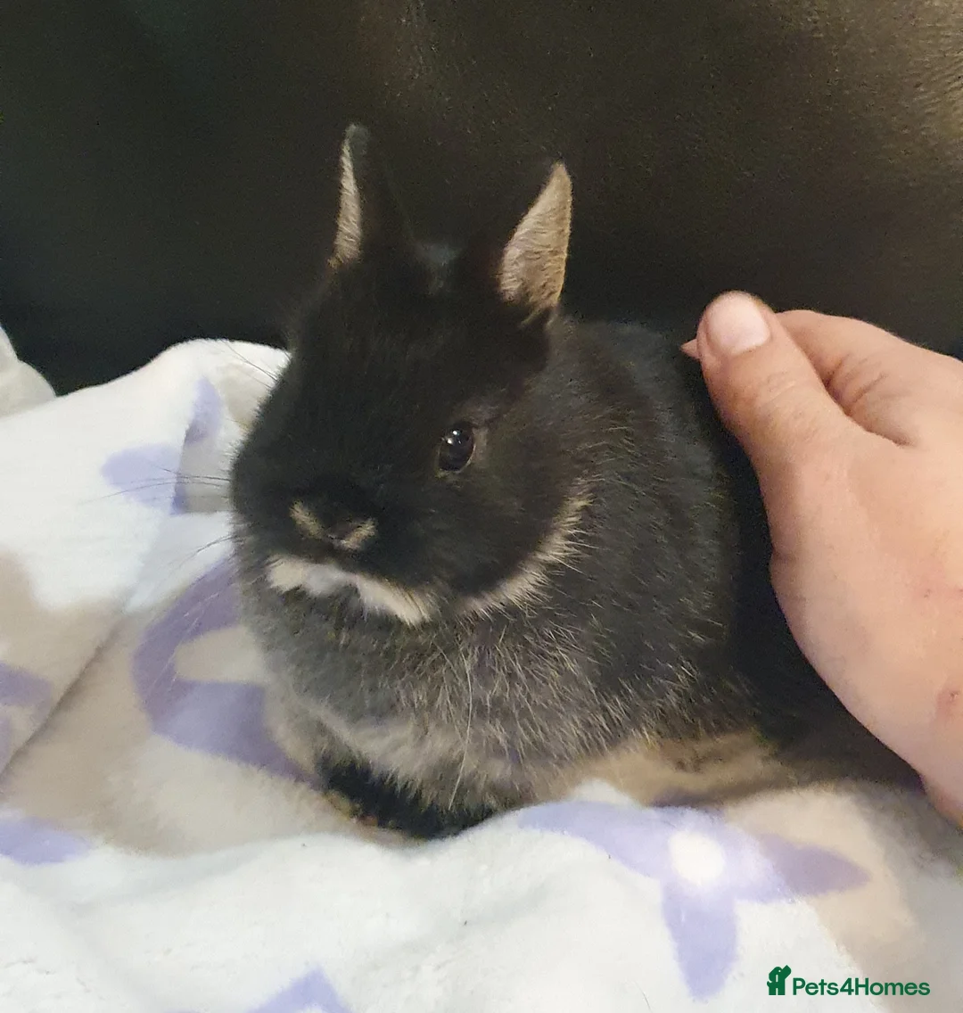 Netherland Dwarf rabbits for sale: Netherland Dwarf Kits Pure Bred From Show Stock - Advert 2