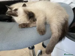 Mixed Breed cats sweet kittens half ragdoll half british short hair - Advert 7